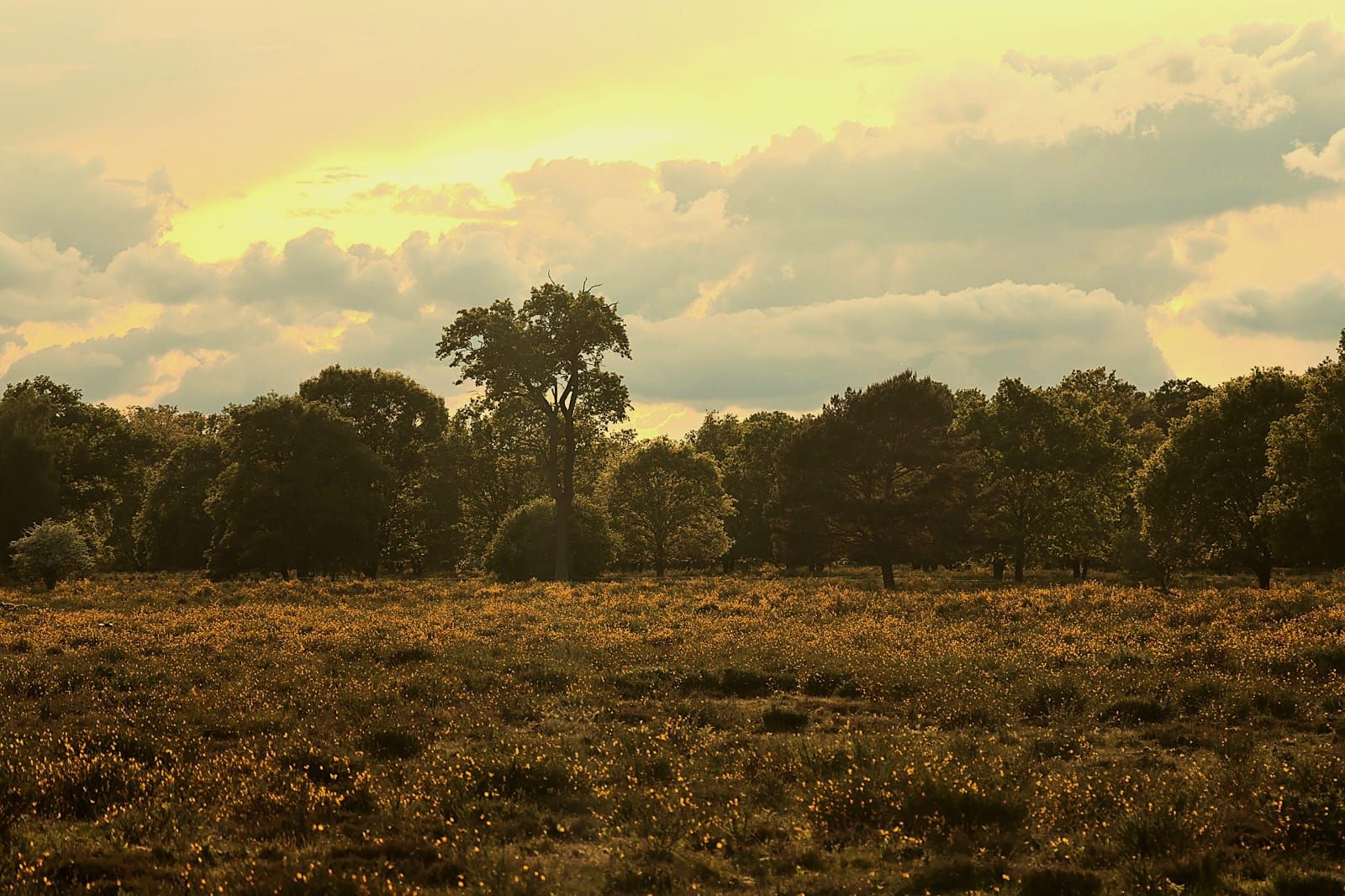 Header image